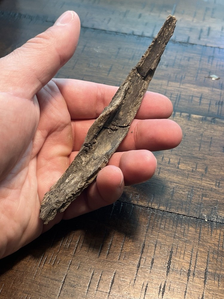 Crocodile Angular Lower Jaw Bone Dinosaur Age Fossil Hell Creek Form SD