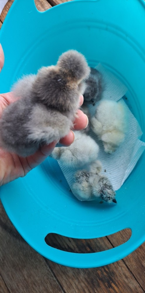 6+1 Silkie Hatching Eggs Npip