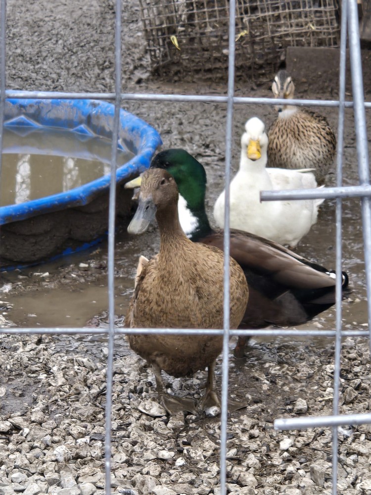 Six Fertile Call Duck Eggs