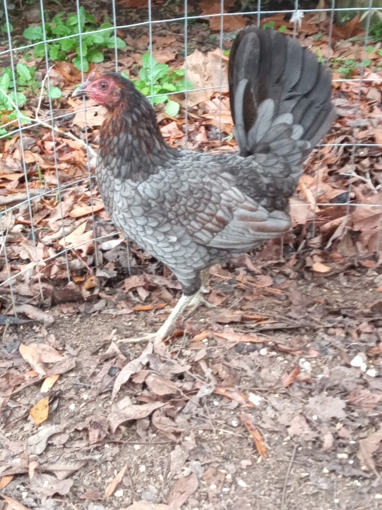 Hatching Eggs Miner Blue (Hen)