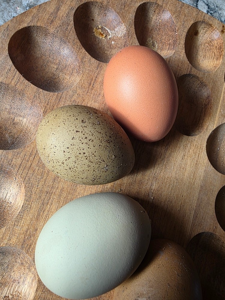 Auction for 12+2 Rainbow Egg Mix – Color-Packed Hatching Eggs