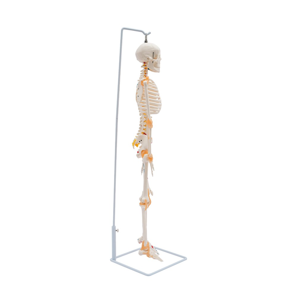 NEW 34" Modern Hanging Style Human Skeleton Model Includes Joint Ligaments White