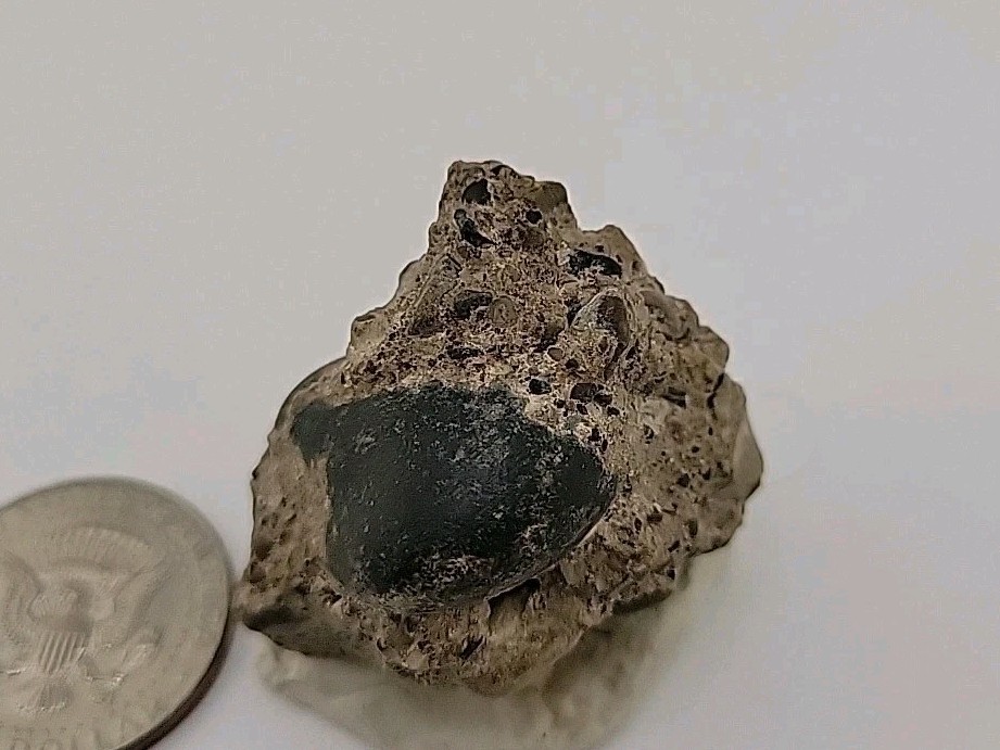 Real Permineralized Reptile Egg Fossil