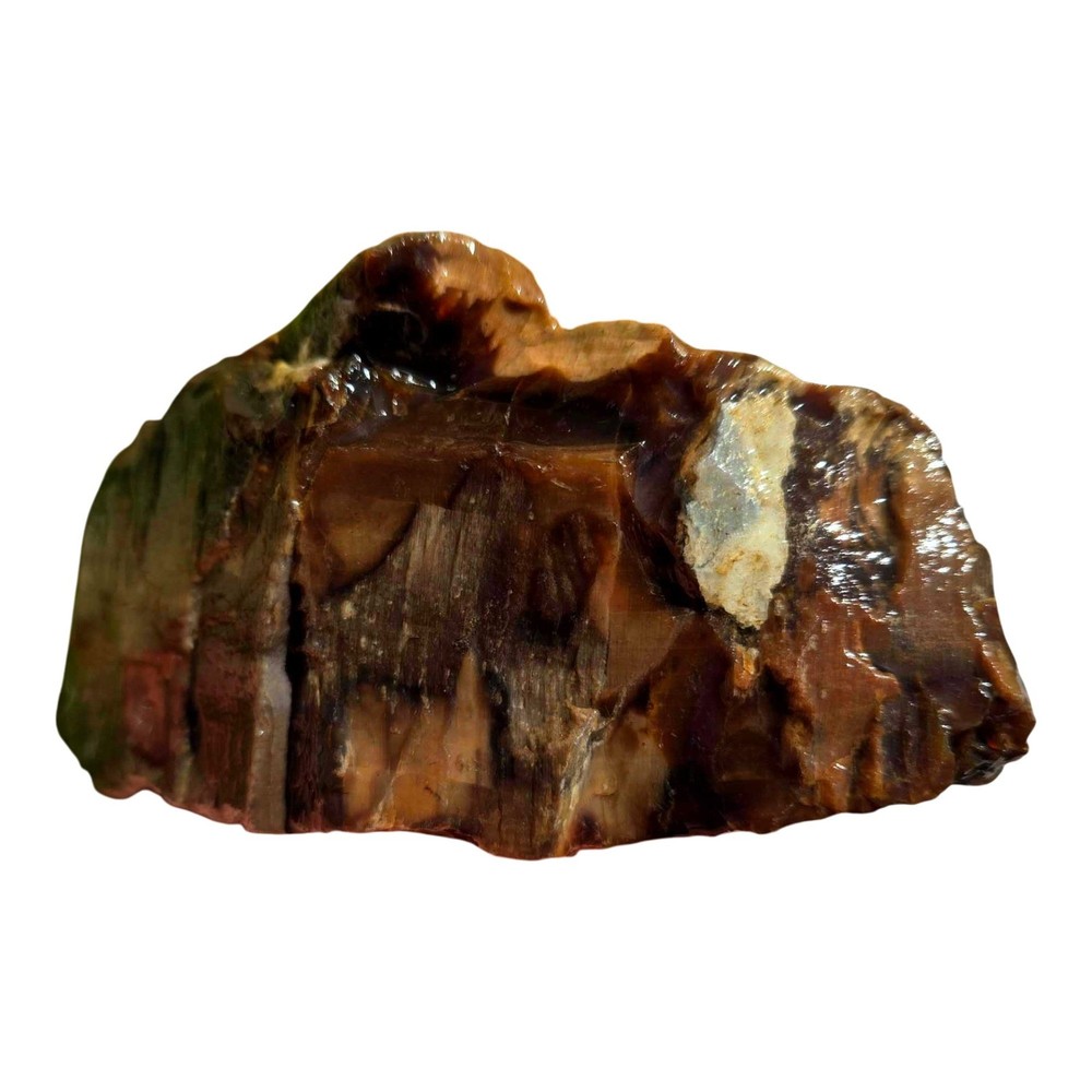 Pacific Northwest Petrified Wood Random Pull Saddle Mountain