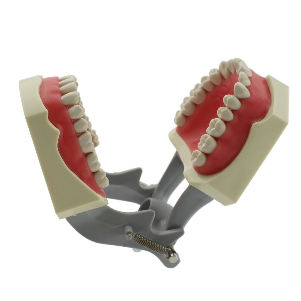 Columbia 860 Type Dental Typodont Model 32pcs Removable Teeth Soft Gingiva CDCA