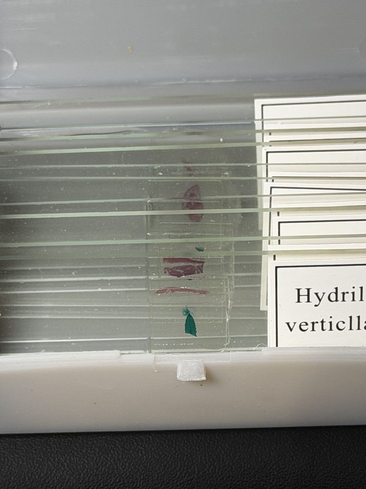 10 PC/Set Biology Sample Specimens Microscope Prepared Specimens Slides Student