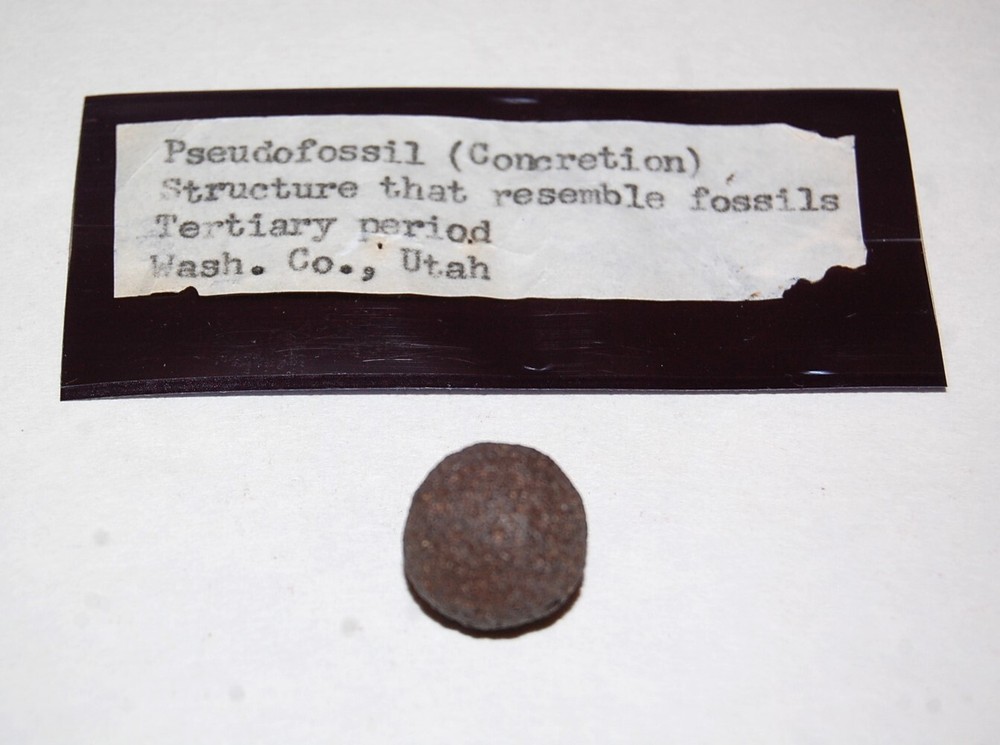 Pseudofossil (Concretion) Structure, Tertiary Period, Washington Co., Utah