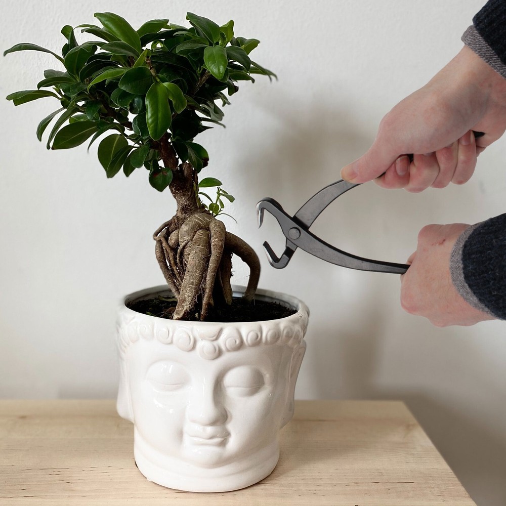 Bonsai Tree Trunk Splitters