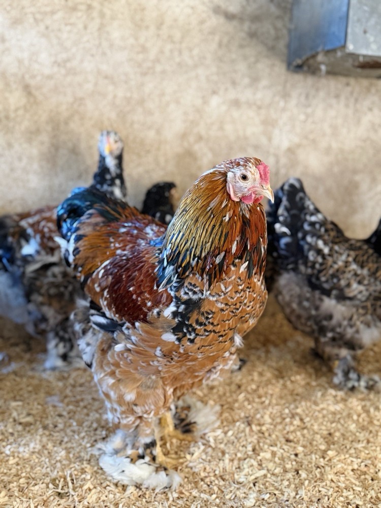 12++ Porcelain Brahma Hatching Eggs