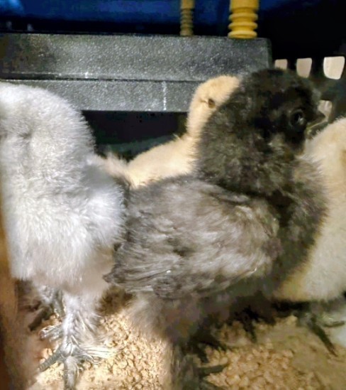 18 Silkie Hatching Eggs