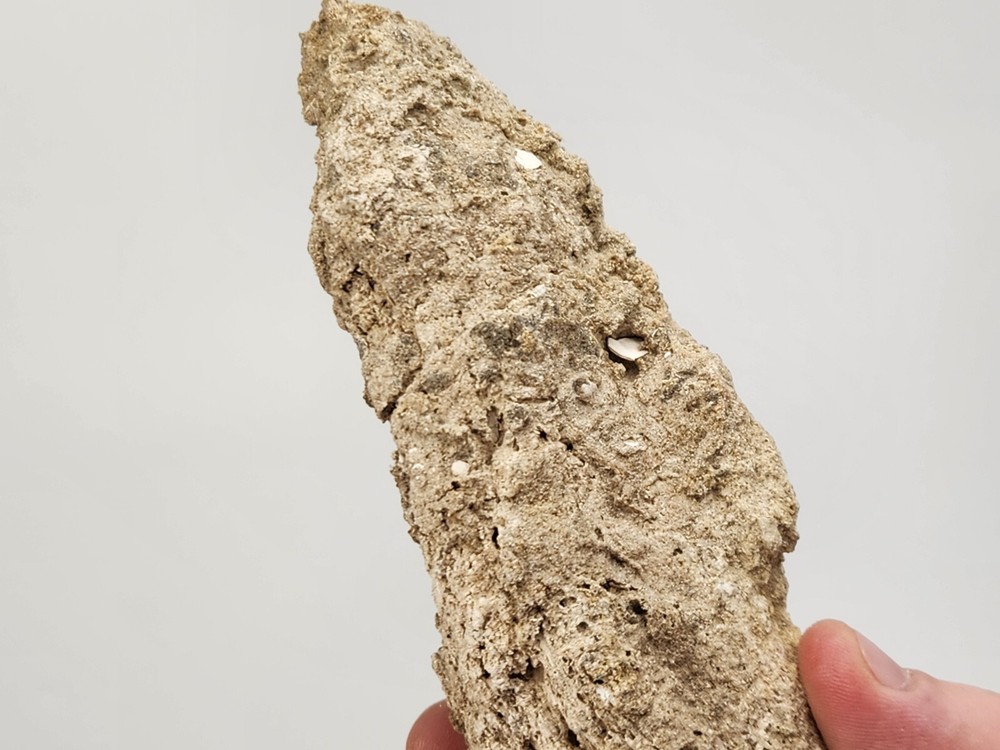 Petrified Wood Section - Florida