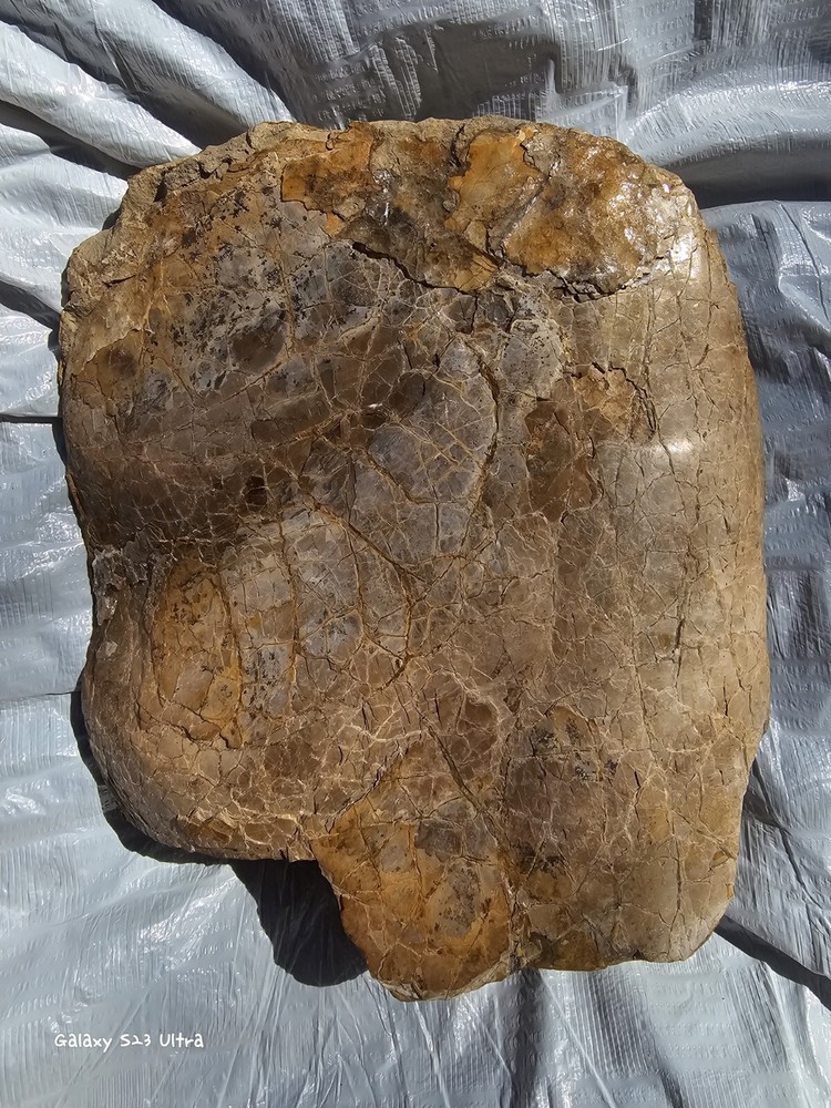 Petrified Turtle Shell