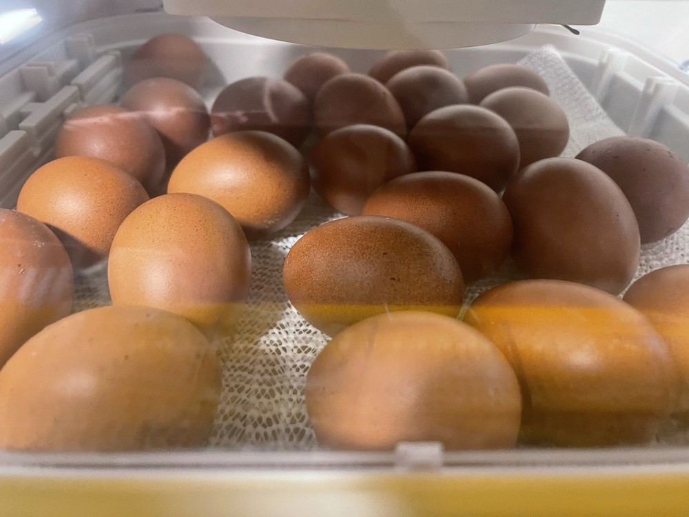 NPIP Black Copper Maran Hatching Eggs