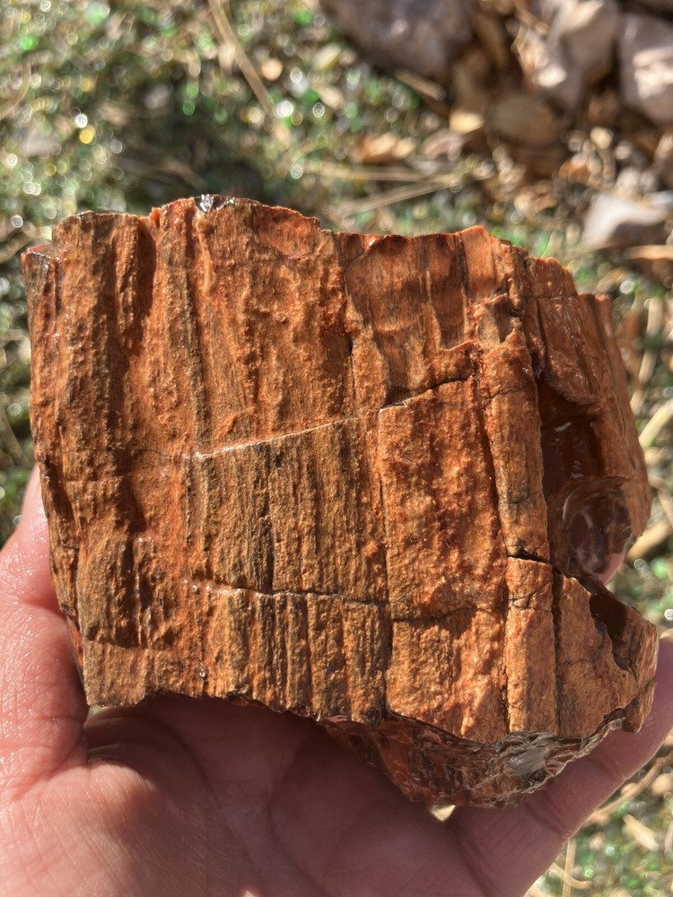 Arizona Petrified Wood