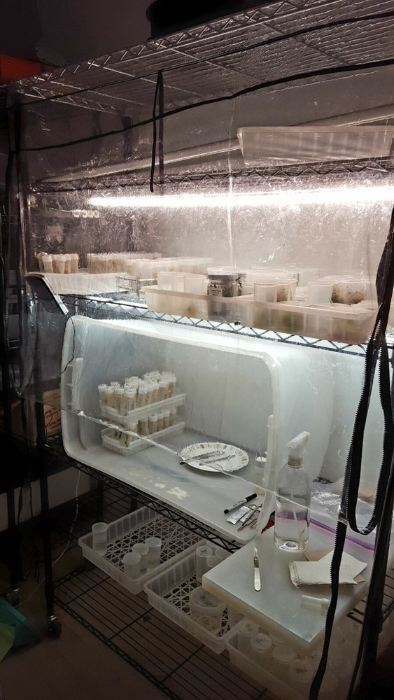 Complete Tissue Culture Kit Microclone Cloning Micropropagation Tissueponics TC