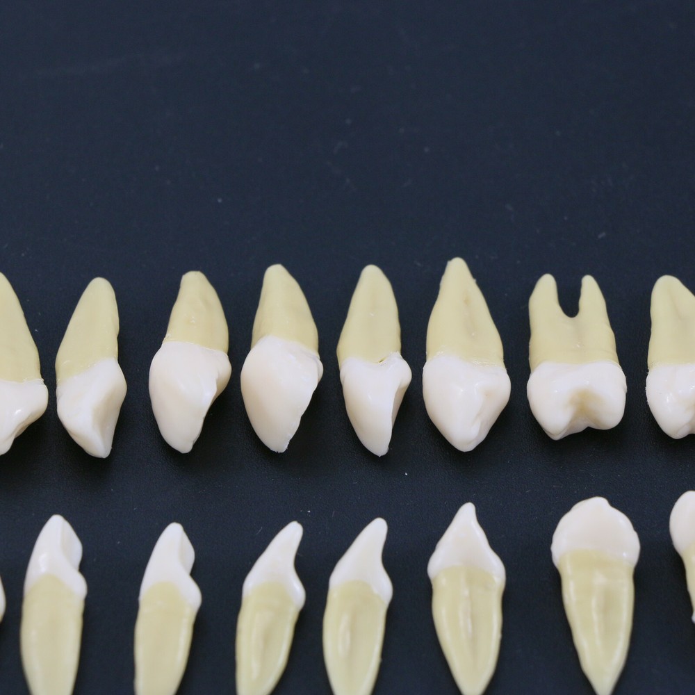 28 Pcs Dental 1:1 Permanent Teeth Demonstration Teach Study Model Tooth M7021
