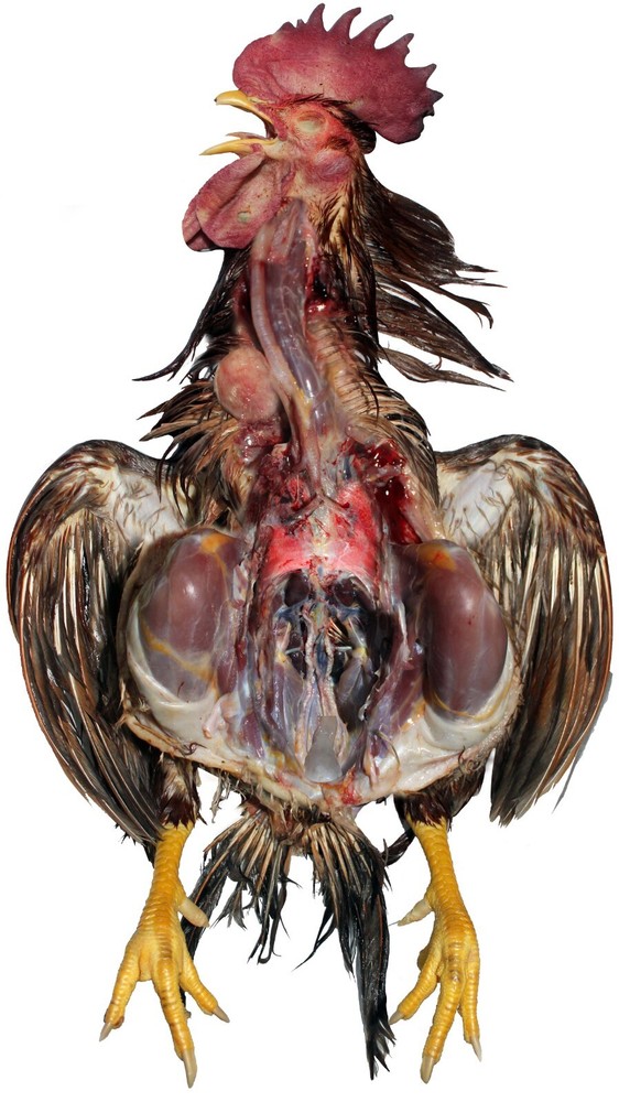 Chicken anatomy layered chart