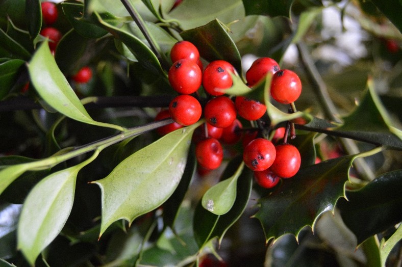 4 oz Candle Scent Oil-MISTLETOE