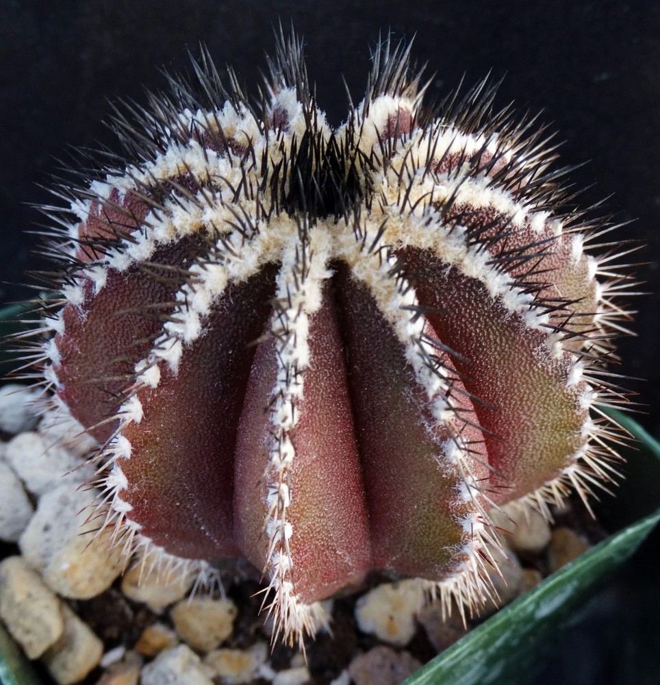 Uebelmannia pectinifera