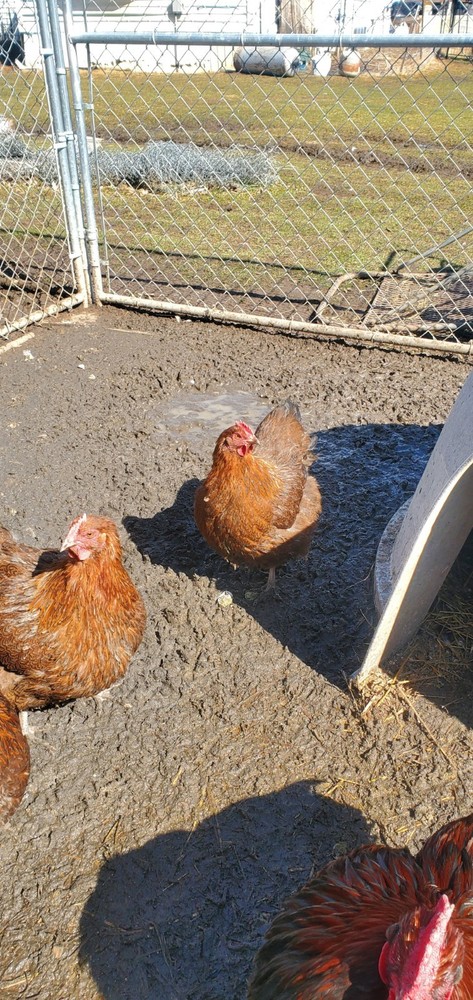 8+ Partridge English Orpington Hatching Eggs 🥚 🐣🐣🥚