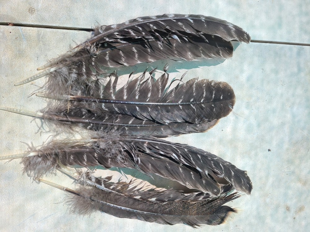 Turkey Feathers Natural Bronze