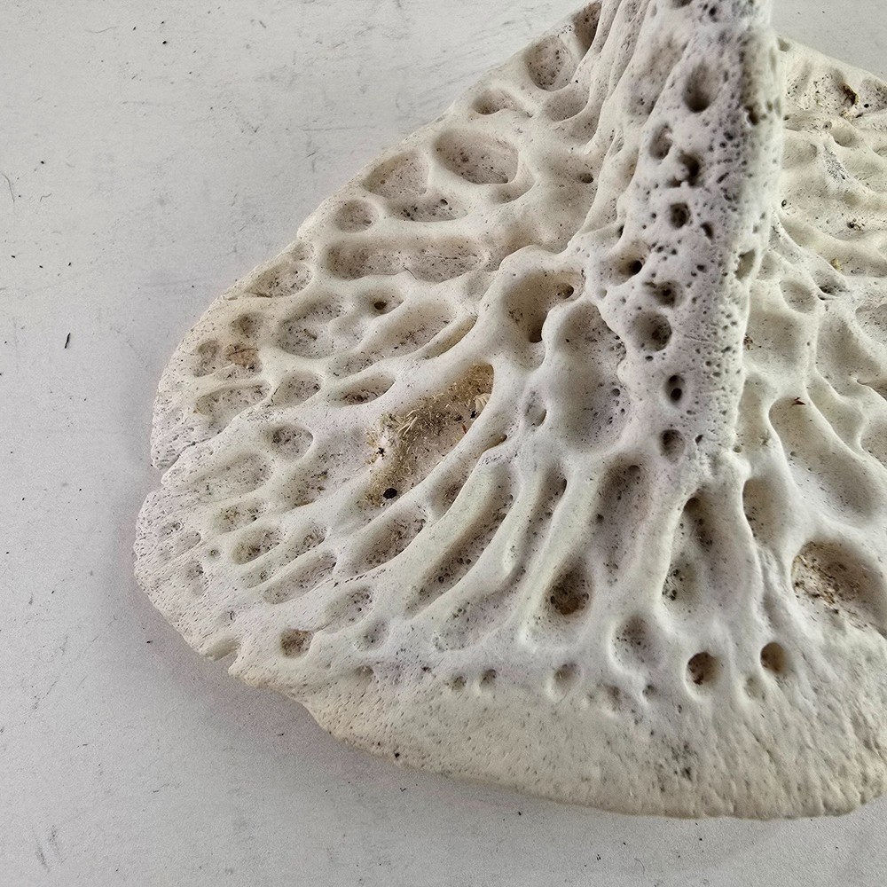 Gator Alligator Back Scute bone bones Bony scutes croc weird Osteoderms white
