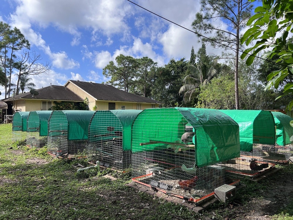 12 Plus Variety Hatching Eggs