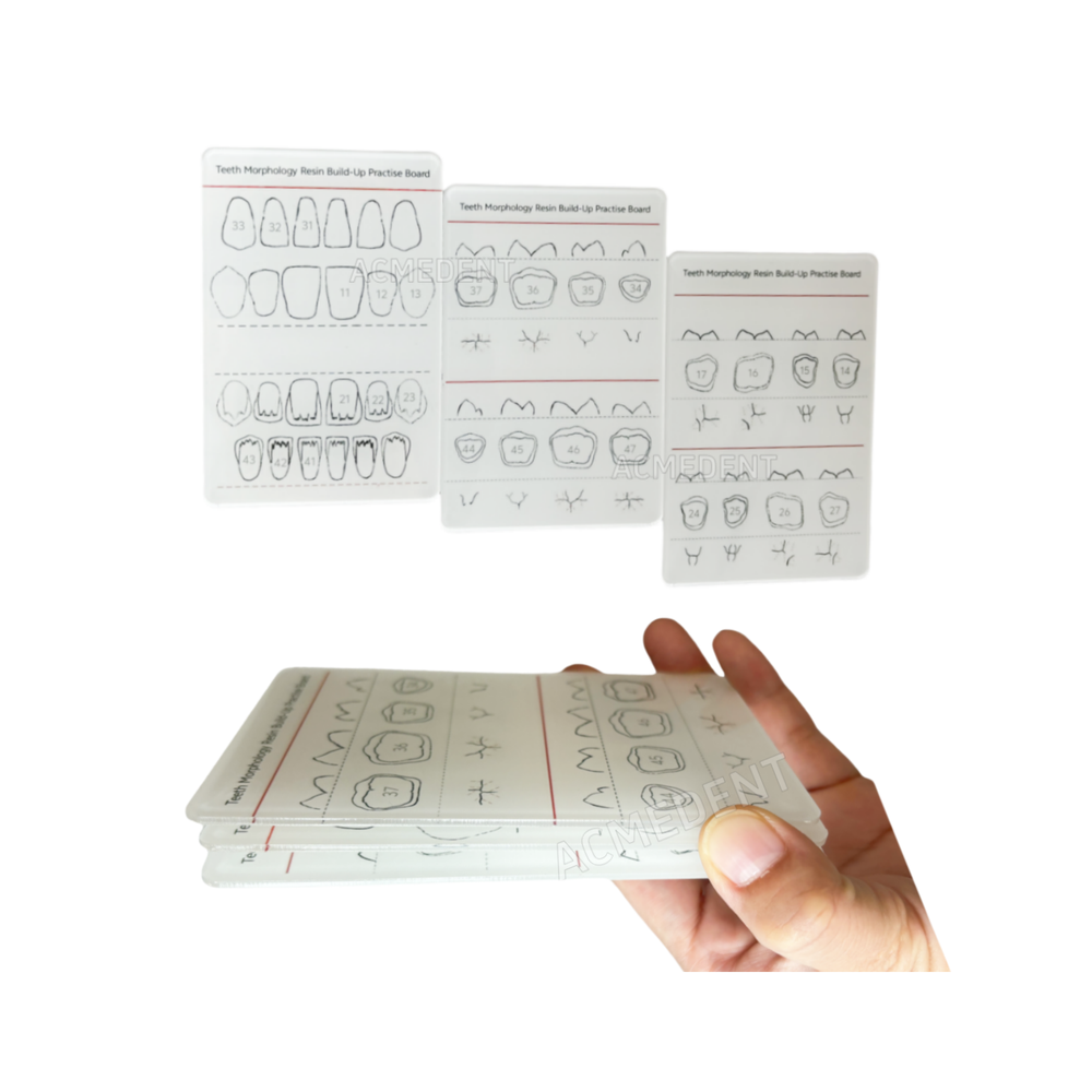 Dental Caries Decay Teeth Model Tooth Simulate Class Ⅱ Resin Restore Template