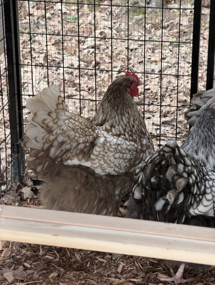 6+ Chocolate Silver Laced Orpington Hatching Eggs