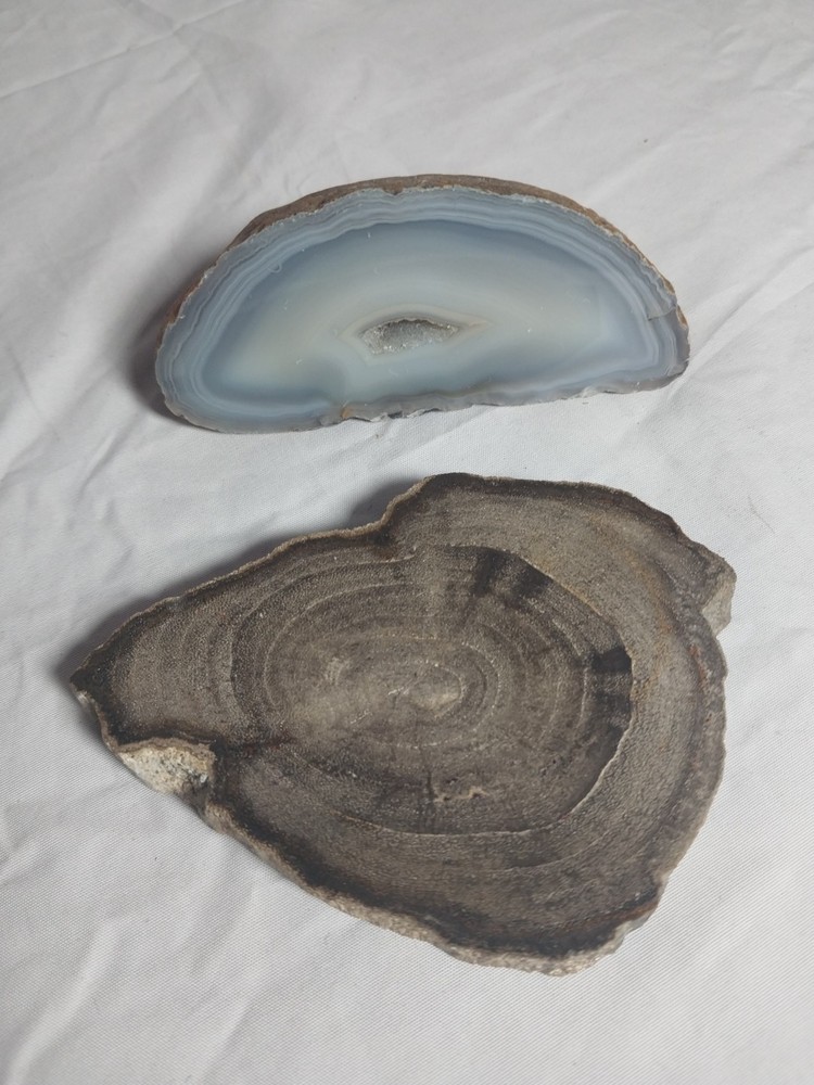 Petrified Wood, Half Geode Polished