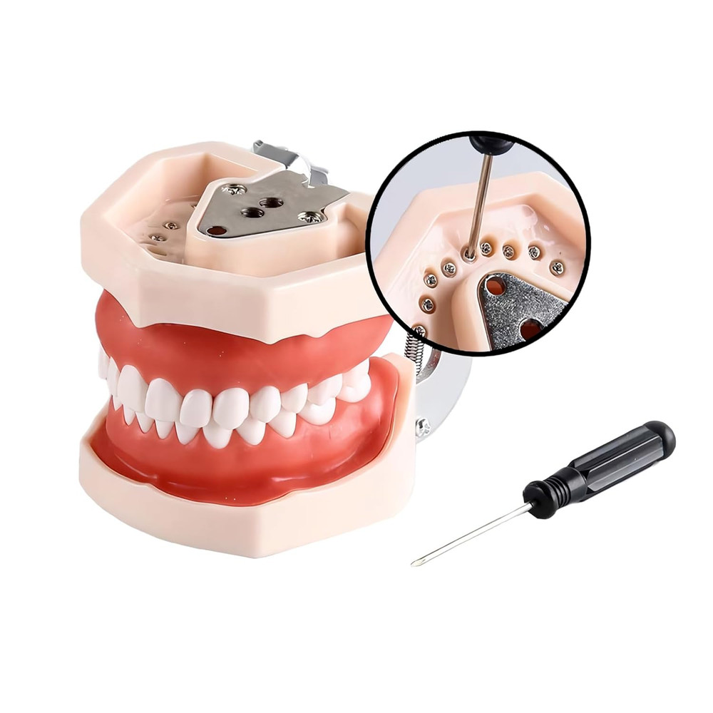 Dental Typodont Model Replacement 32 Screw-in Teeth Practice Study Tooth Model