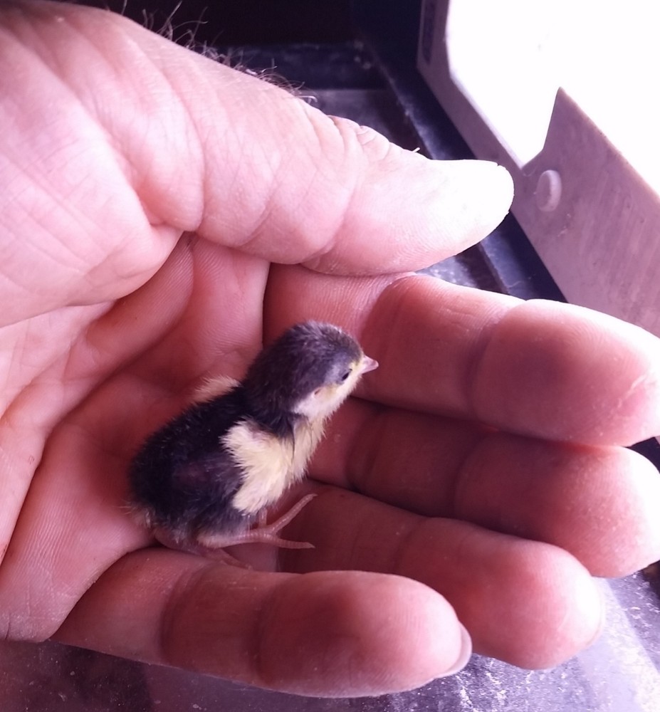 18 ++ Button Quail Hatching Eggs