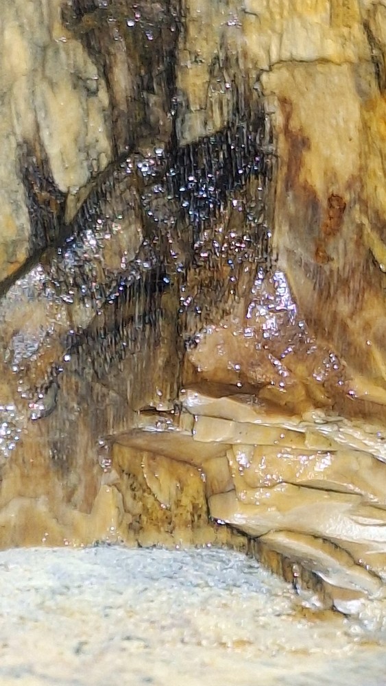 petrified wood log