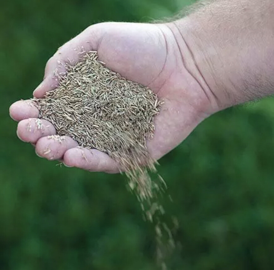 CANADA GREEN GRASS SEED 25lb Bag