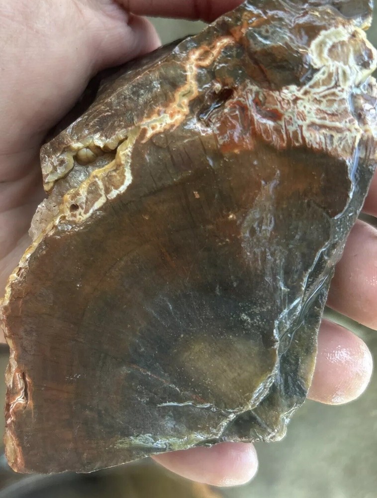 Colorful petrified wood