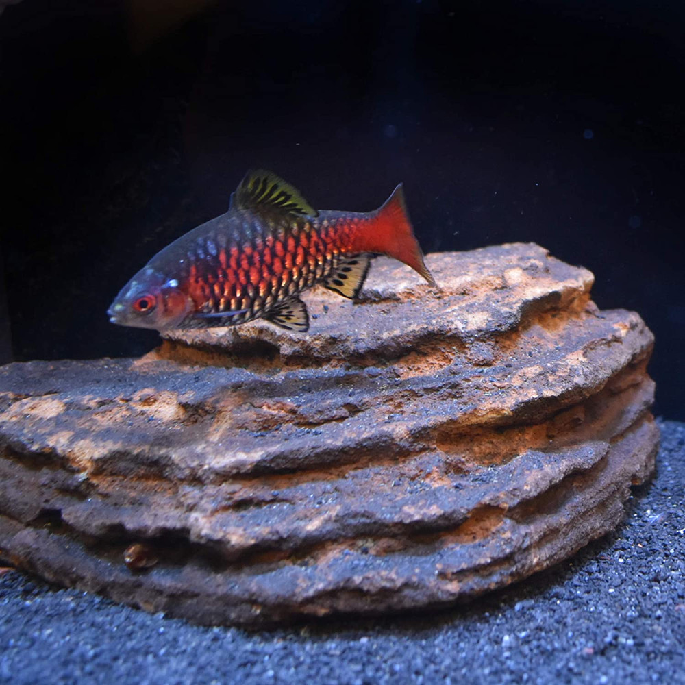 Neutral Regulator, 50 G / 1.8 Oz