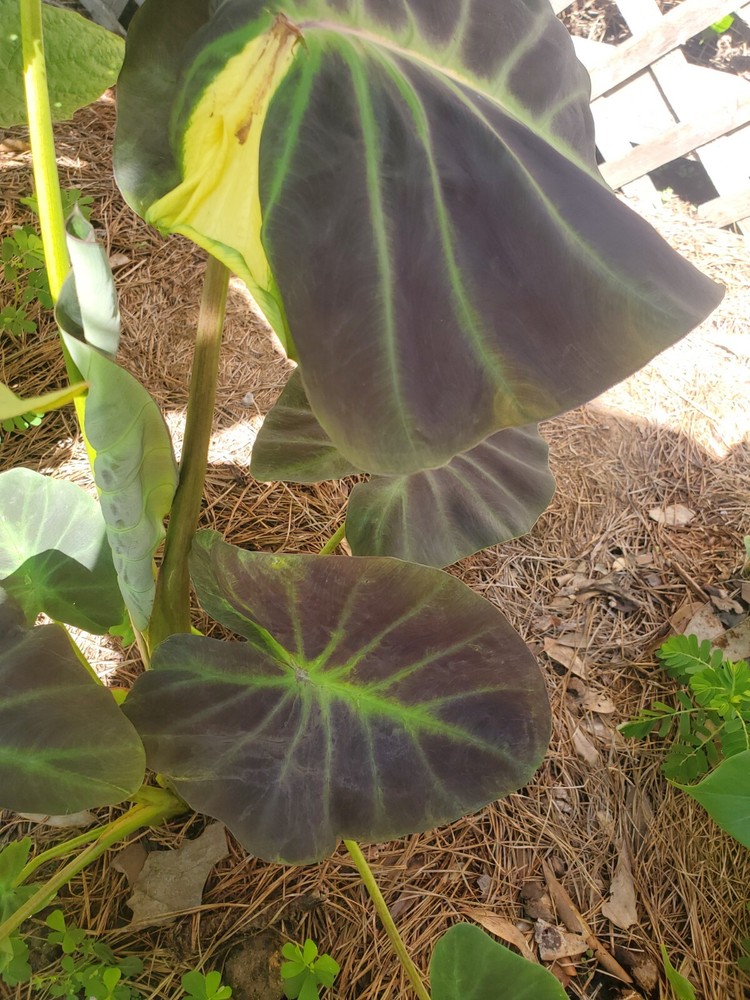 GLOWING BONES COLOCASIA ELEPHANT EAR