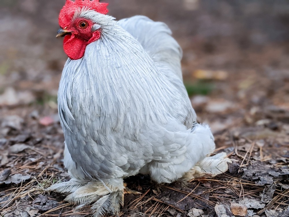 6+ Lavender (Self Blue) Bantam Cochin Hatching Eggs