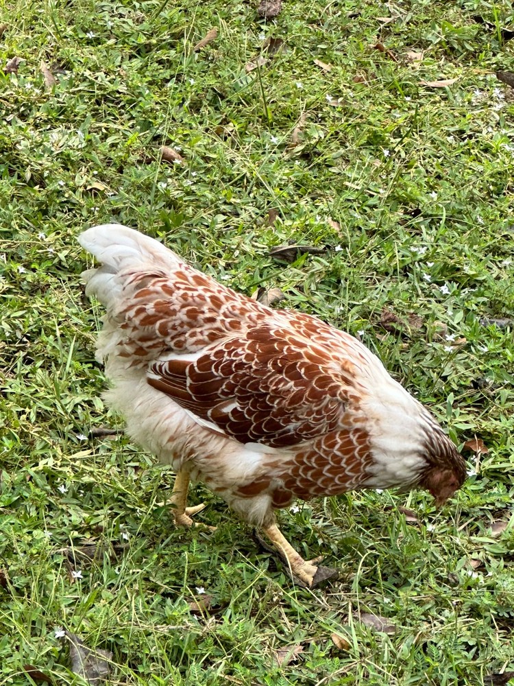 Frizzle BYM Hatching Eggs x12++