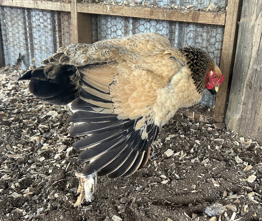 BYM Large Fowl Dozen Hatching Eggs