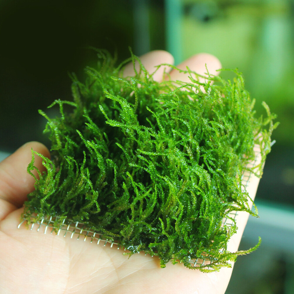 Flame Aquarium Java Christmas Aquarium