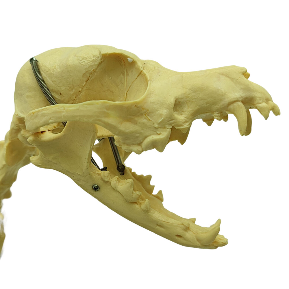 Model Canine Skeleton Standard Size Dog Display Lab Study Veterinary Animal