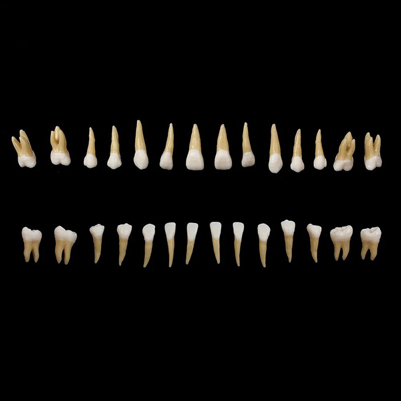 28pcs/kit Dental 1: 1 Permanent Teeth Demonstration Implant Teaching Study Model