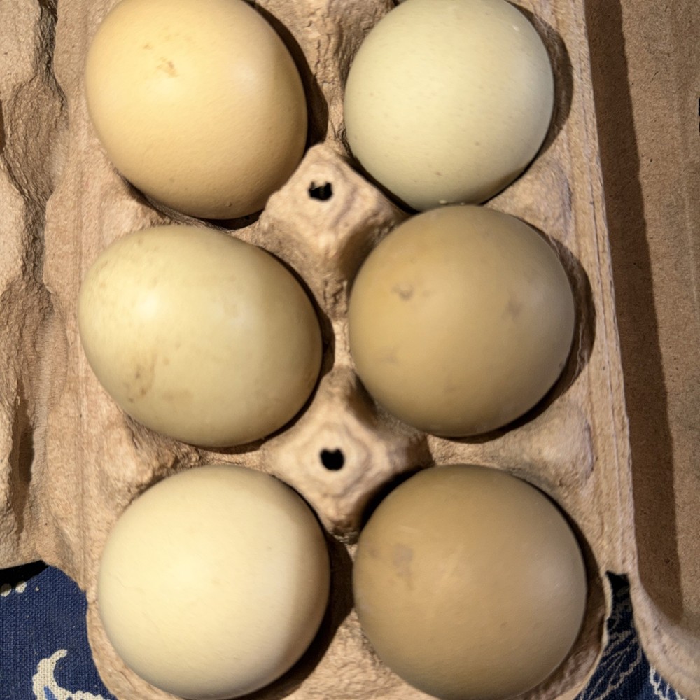 12 Rainbow Hatching Eggs Easter Egger Olive Egger Rainbow Eggs