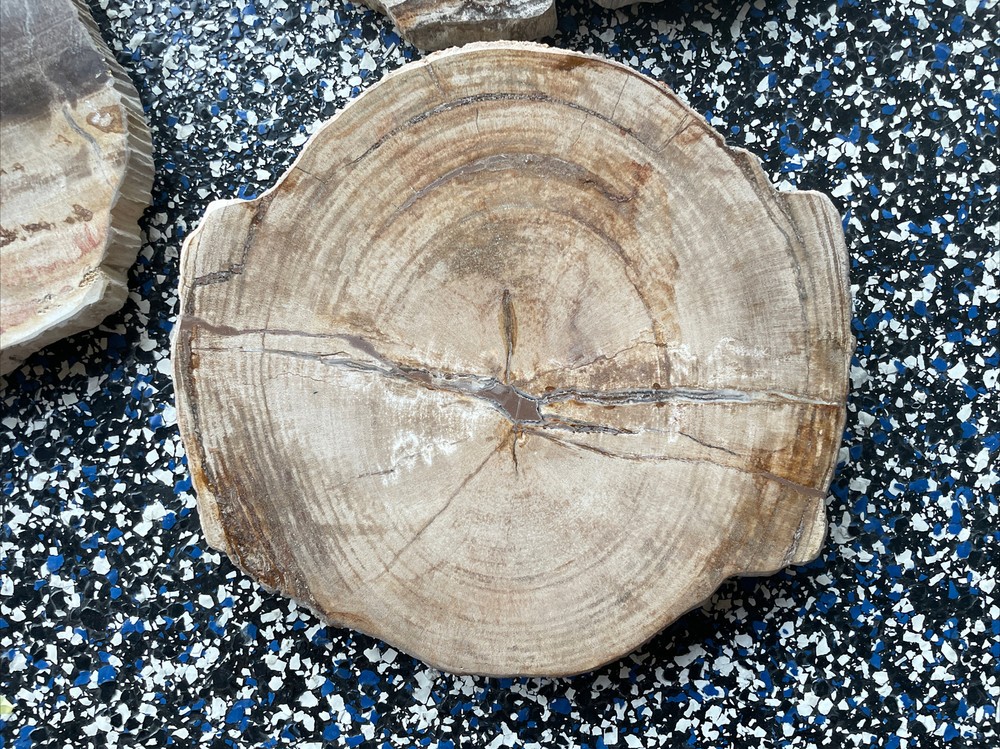 Petrified Wood Wall Art 3pc By Foundry Select