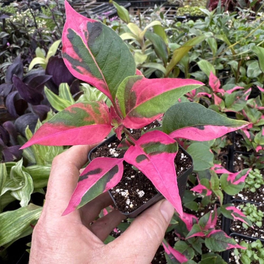 Alternanthera ‘party time’