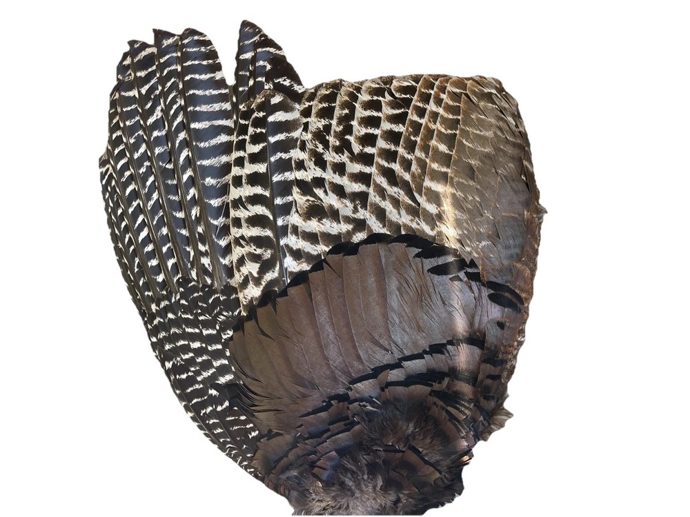 1 - Grade #1 Adult Wild Turkey Complete Wing Right