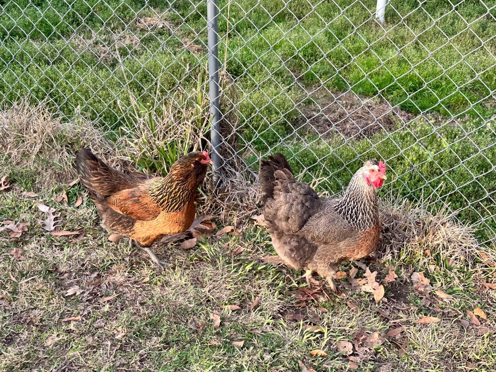 Frizzle BYM Hatching Eggs x12++