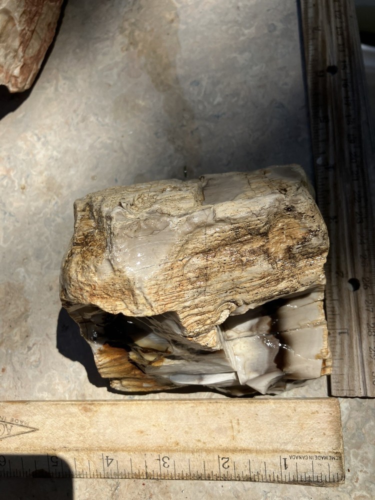 Agatized Petrified Wood (New Mexico)