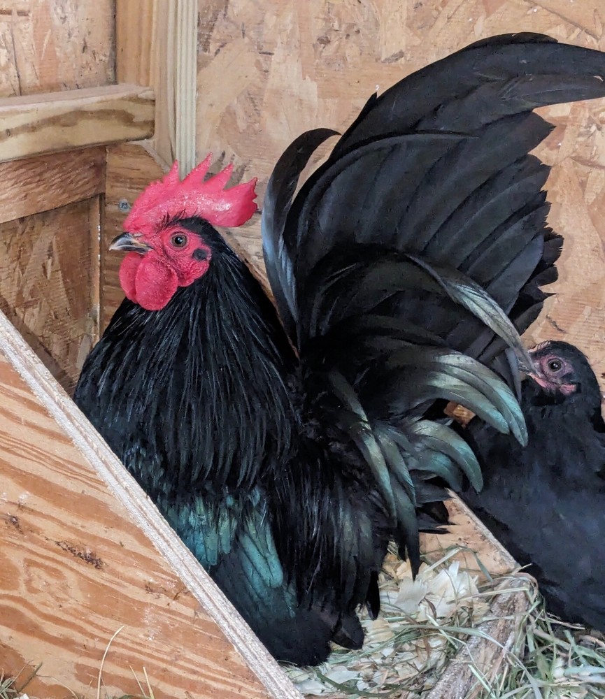 12 Black Japanese Bantam Hatching Eggs